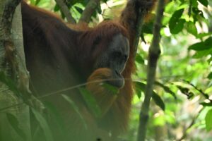 Orangutan Explore Sumatra ethical jungle trekking experience