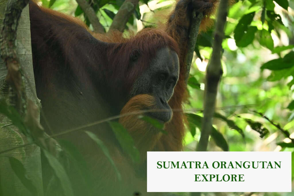 Sumatra Orangutan Explore – Ethical Jungle Trekking in Bukit Lawang