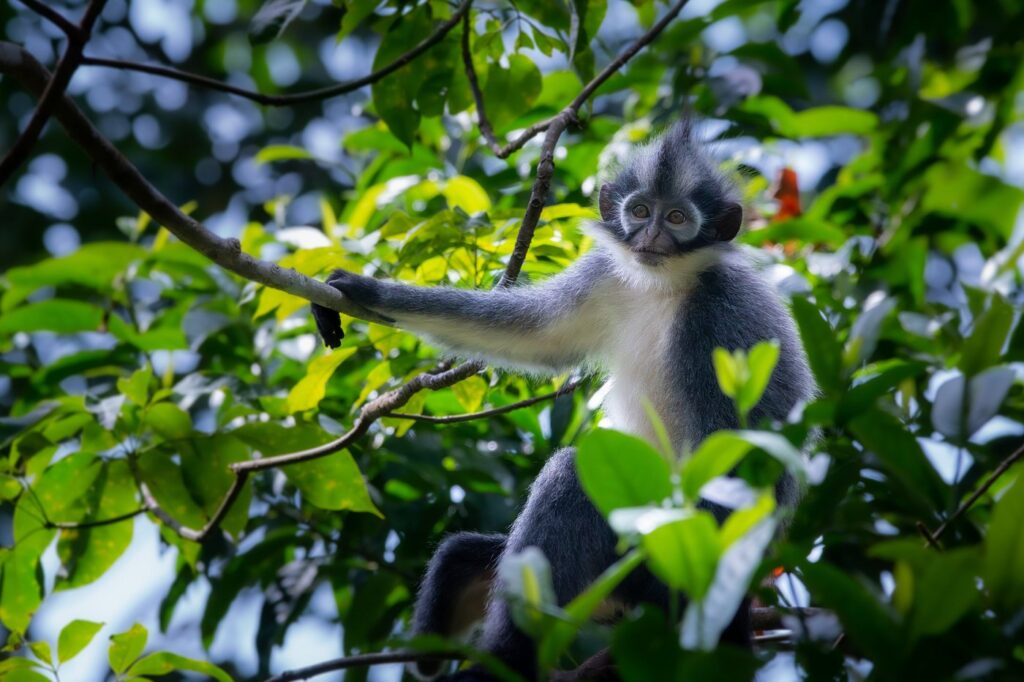Orangutan Explore Sumatra ethical jungle trekking experience