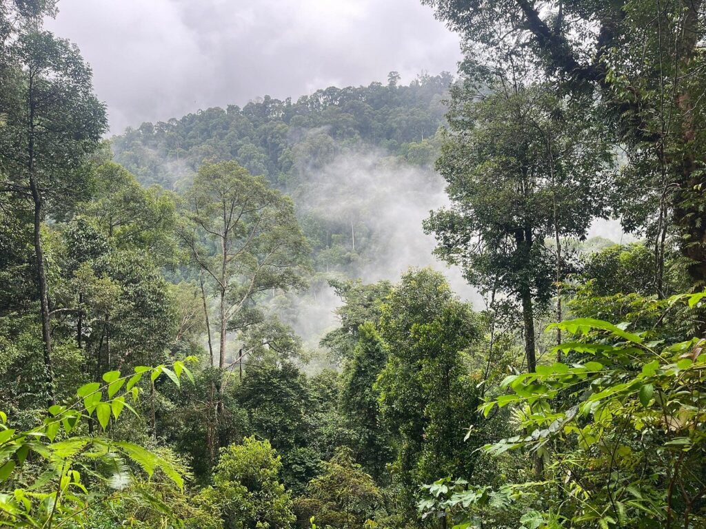 Orangutan Explore Sumatra ethical jungle trekking experience