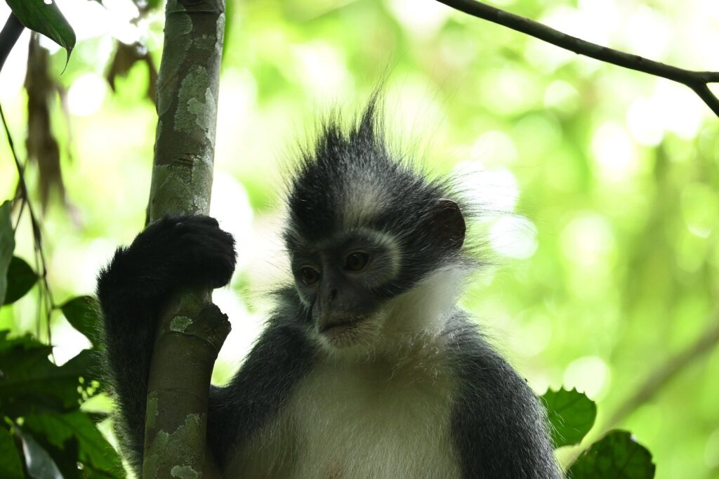 Orangutan Explore Sumatra ethical jungle trekking experience