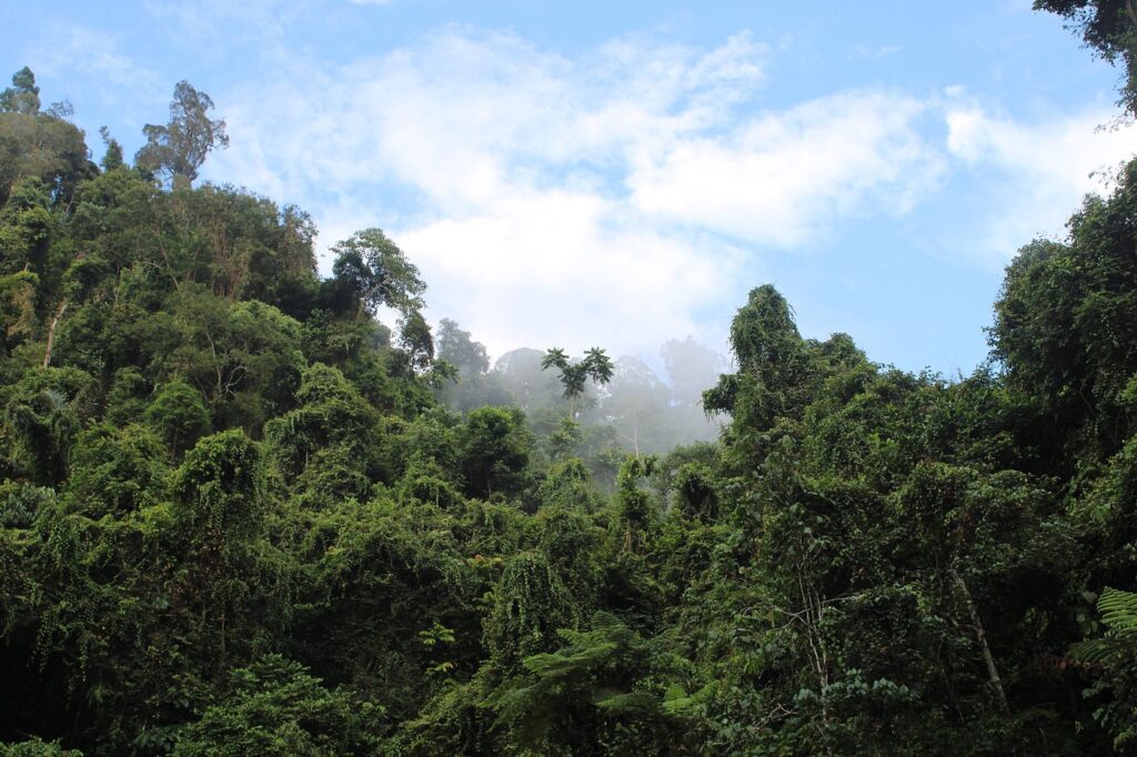 Orangutan Explore Sumatra ethical jungle trekking experience