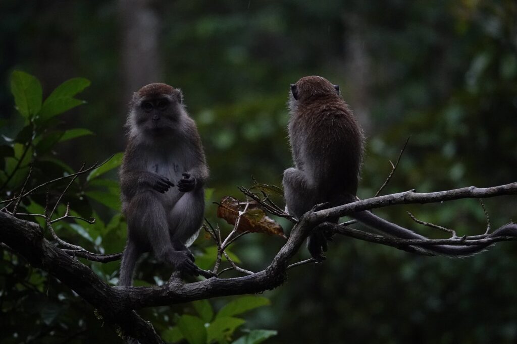 Orangutan Explore Sumatra ethical jungle trekking experience