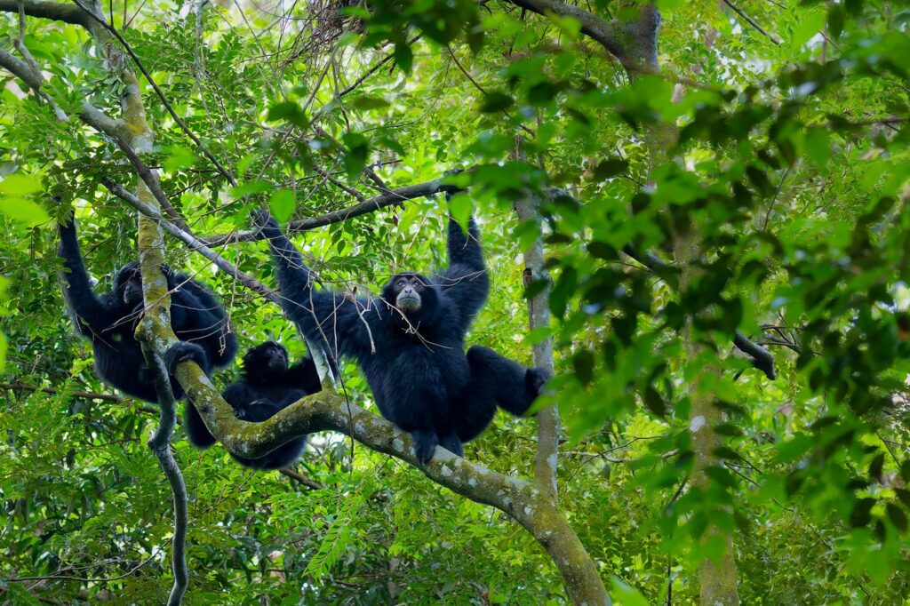 Orangutan Explore Sumatra ethical jungle trekking experience