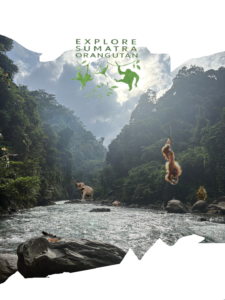 Explore Sumatra Orangutan