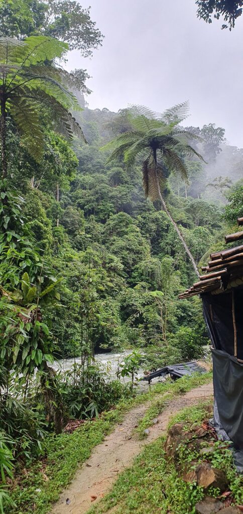 Orangutan Explore