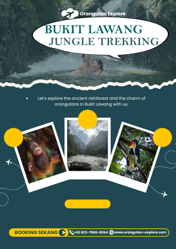 bukit lawang jungle trekking