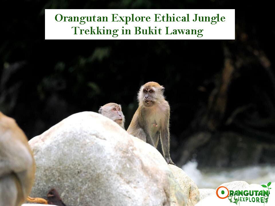 Ethical jungle trekking in Bukit Lawang with Orangutan Explore, observing wildlife in a natural river environment