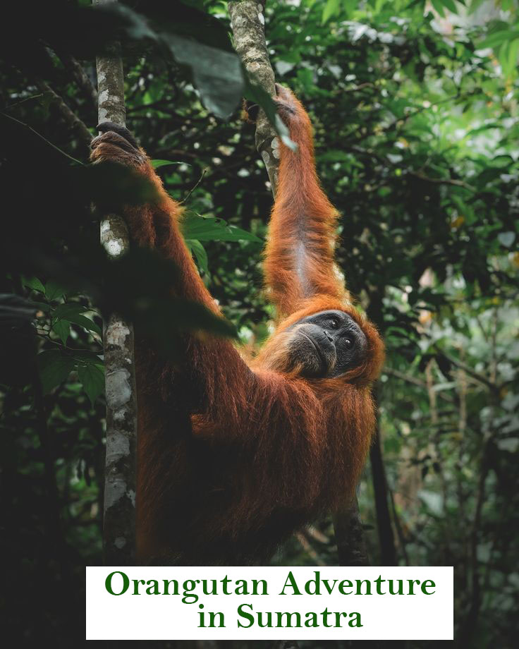 Orangutan adventure in Sumatra with Orangutan Explore, trekking through Bukit Lawang rainforest
