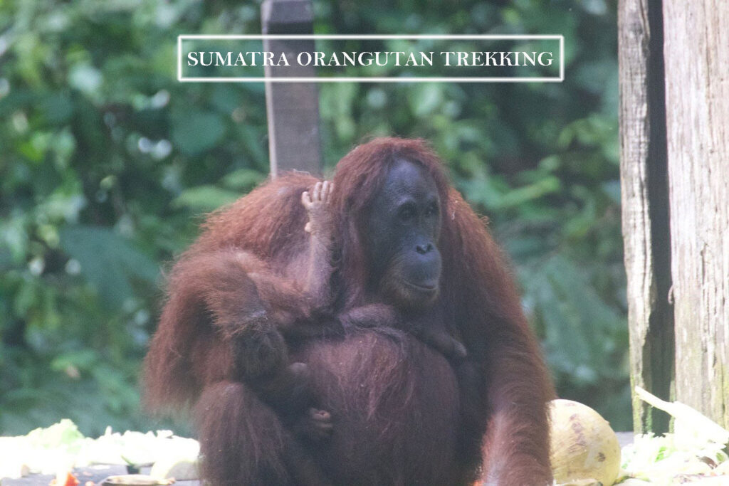 orangutan trekking in Sumatra