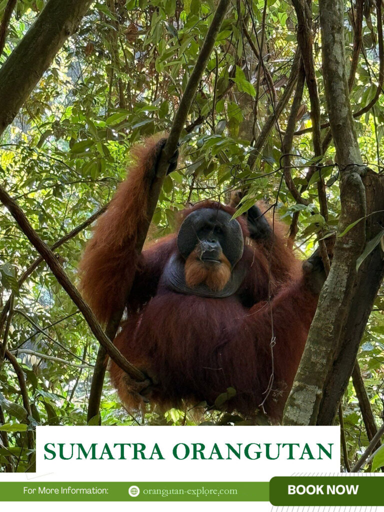 Sumatra Orangutan: Where to See Wild Orangutans in the Sumatran Rainforest