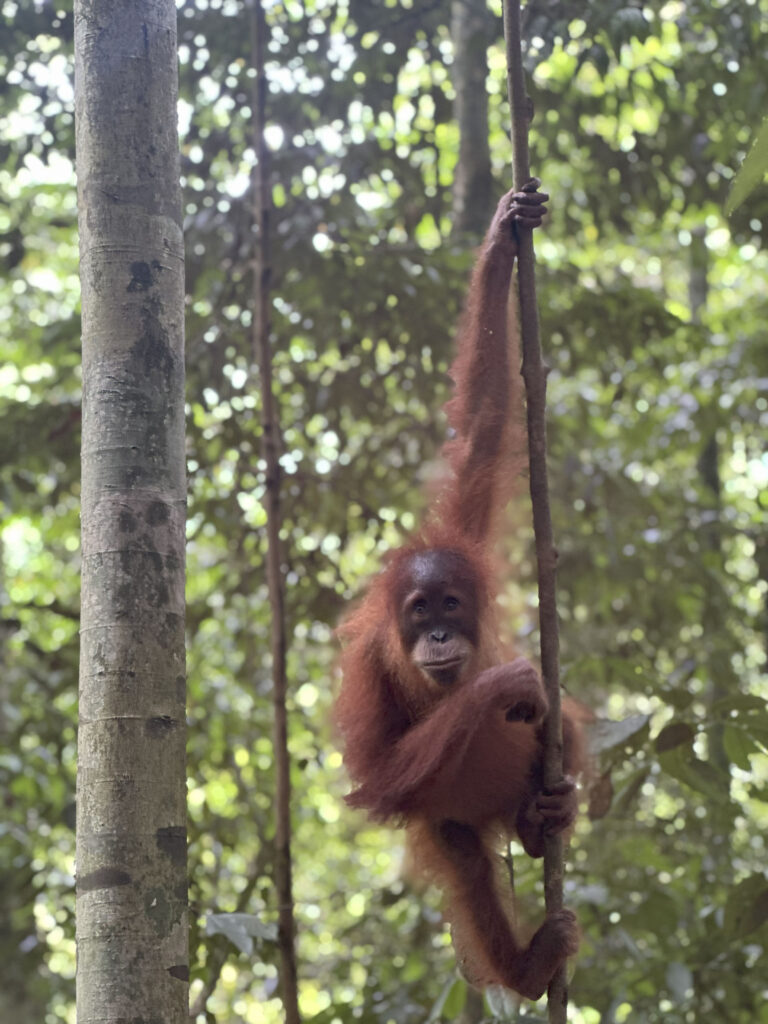 Orang-outan