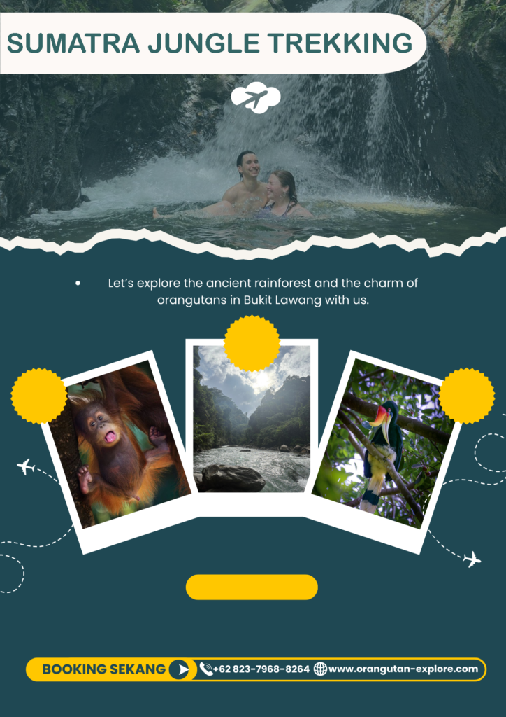 Sumatra jungle trekking in Bukit Lawang rainforest