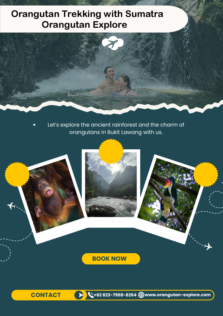 Orangutan Trekking with Sumatra Orangutan Explore: Ethical Jungle Experience in Bukit Lawang