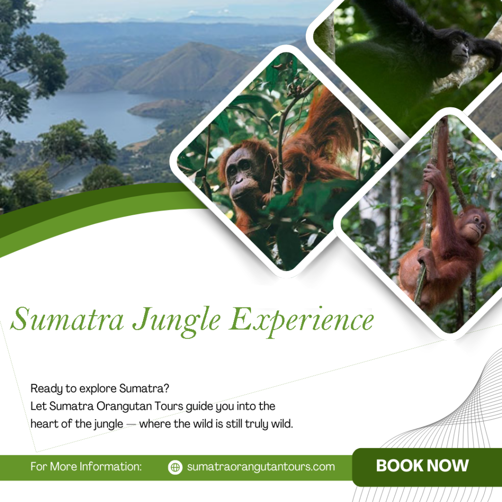 Sumatra jungle experience