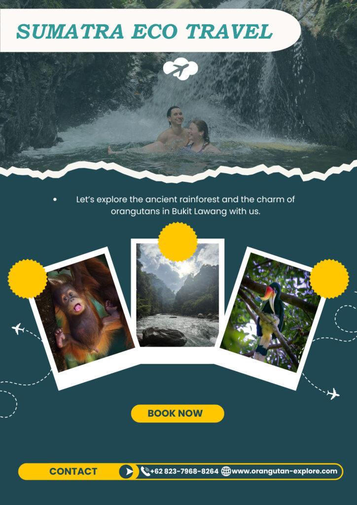 Sumatra Eco Travel adventure in the Leuser Ecosystem rainforest with Sumatran orangutans and sustainable jungle trekking.