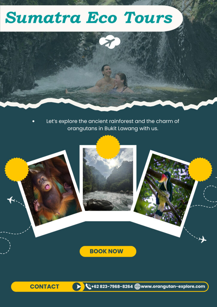 Sumatra Eco Tours with ethical orangutan trekking in Bukit Lawang rainforest