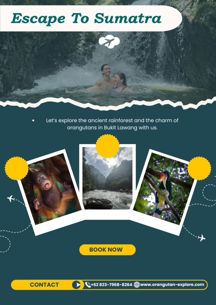 Escape to Sumatra rainforest adventure