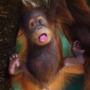 Orangutan Explore Galery